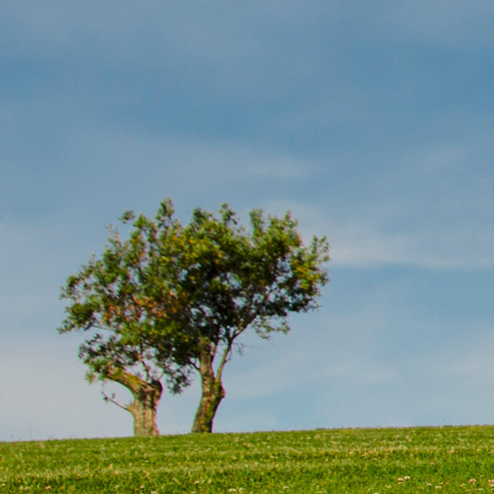 Arbre