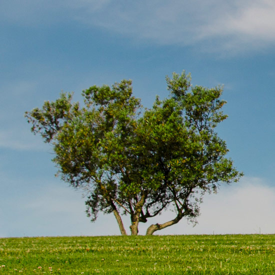 Arbre