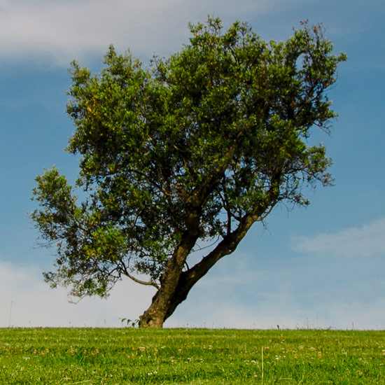 Arbre
